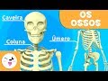 Sistema Ósseo e Muscular