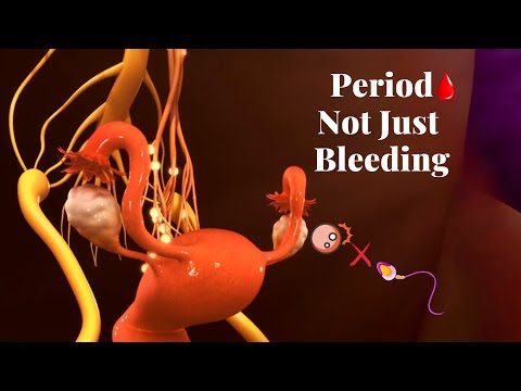 Your Menstrual Cycle in 2 Minutes  🩸 3D Animation – Periods, Ovulation,