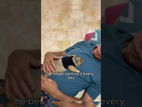 When dad,who dislikes groundhogs,was forced to keep one…#animals #groundhogs #funny #shortvideo 