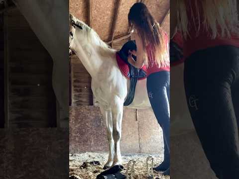 Untack Birdie with me! โค๏ธ #shorts #music #love #horsemanship