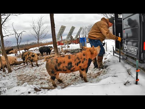 Fun with Pigs