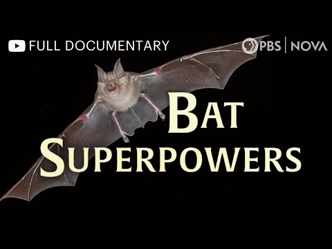 YouTube video thumbnail: Bat Superpowers