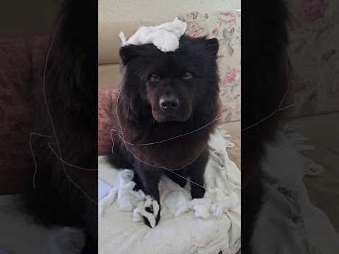DEIXA EU TE AJUDAR A COSTURAR 👀🐶 #humor #funny #shorts