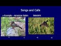 Bird Communication and Identification Techniques