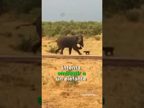 Bebé Búfalo QUIERE EMBESTIR A Elefante 🦬🔥