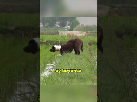Aylarca Aç ve Susuz Kalan Köpeğin Hikayesi