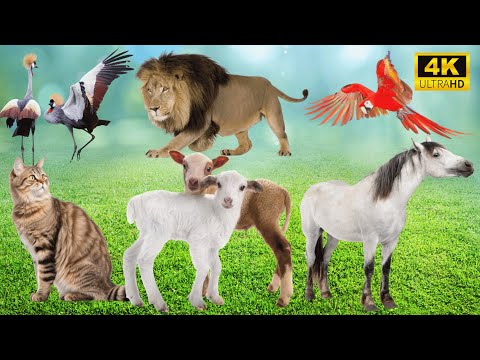 Wild & Farm Animals in Harmony: Lion, Parrot, Cat, Goat, Horse, Bird - Animal Sounds