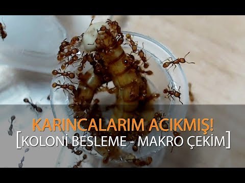 Karıncalarım ACIKMIŞ! Koloni Besleme ( MAKRO )