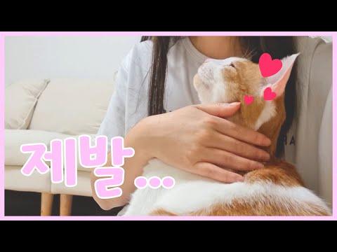 애교 폭발 고양이랑 살면 힘들어요!!!  뚱냥이😹