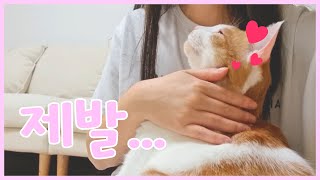 애교 폭발 고양이랑 살면 힘들어요!!!  뚱냥이😹