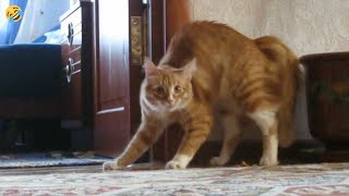NEW FUNNY CATS and DOGS 🐱🐶 & other Animals 🐾 Funniest Animal Videos 2024