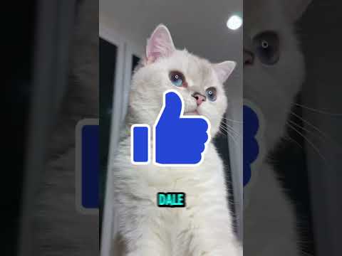 Miren, esta chica arruina a propósito el pastel de su gato con la mano