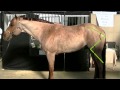 Understanding Horse Conformation and Movement