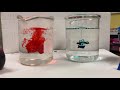 Dye Behavior in Temperature Variations