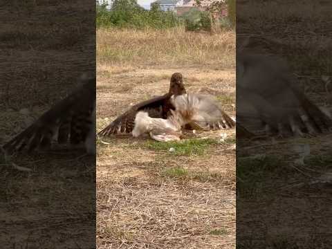 Eagle was hunt a big bird for their food 🦅#shortsfeed #birds #hunting #eatfood #eagle #short #like