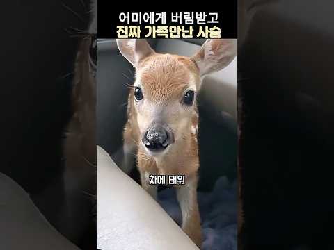 어미에게 버림받고 진짜가족만난 사슴#사슴구조#귀여운사슴#감동스토리