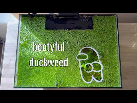 My Secrets to the HEALTHIEST Duckweed