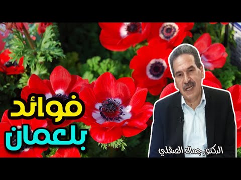 فوائد بلعمان " شقائق النعمان"    -   الدكتور جمال الصقلي  -