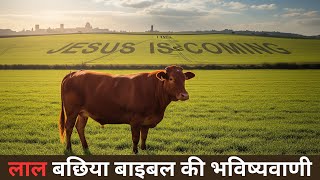 Red Heifer | लाल बछिया बाइबल की भविष्यवाणी  | Jesus is Coming..........