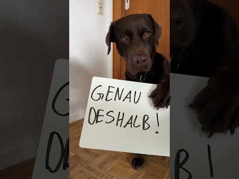 Wenn dein Hund testet, wie gut du ihn kennst...