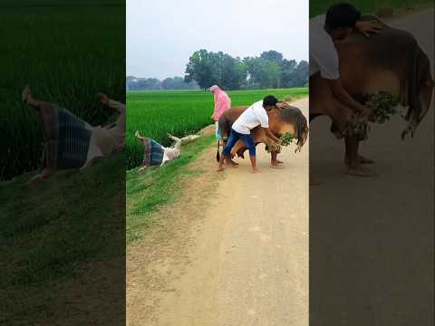 🙆🤪🙏Cows not humans