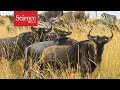 Wildebeest Migration and Ecosystem Impact