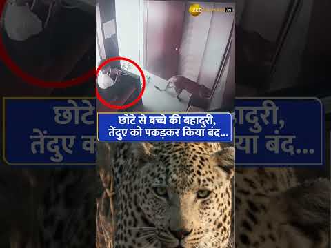 Incredible bravery: 12-Year-Old Boy Saves Entire Village from Leopard Attack in Nashik!