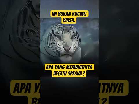Harimau vs Dunia: Siapa yang Bakal Menang?