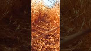 My Burning Daylight - Speechless