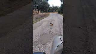 Red Tailed Hawk likes roadkill. #shorts #red tailed hawk