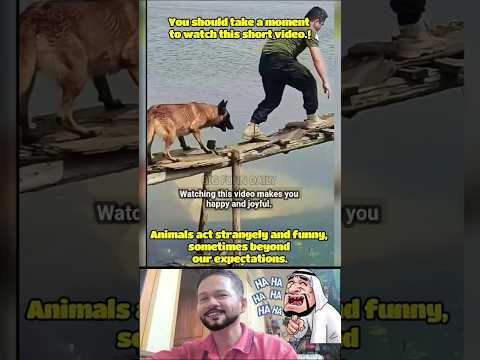 Amazing vidio,intertained you #funny #entertaininganimals #funnyvideo #comedy