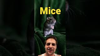 Mice Fact #animalshorts #allaboutanimals #animalfacts