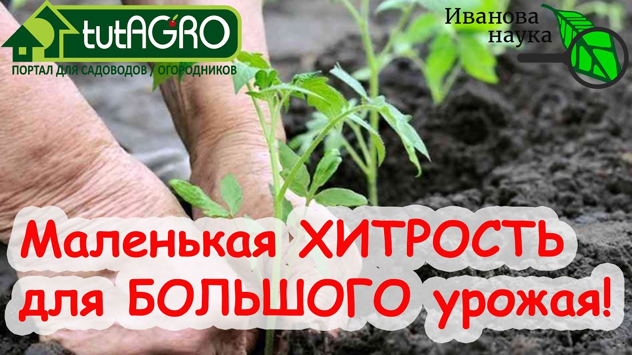 Очень простая хитрость как правильно заглубить рассаду, чтобы она прижилась и дала большой урожай.