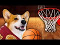 Understanding Video Content and Reactions