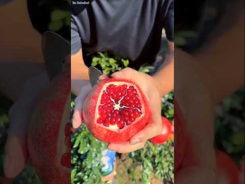 Natural landscape pomegranate fruit farm🤯and cutting skills so fresh satisfying #shorts #trending
