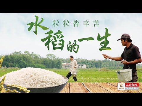 水稻的一生 一粒米的旅行 - YouTube