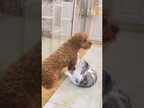 Терпение у собаки ЛОПНУЛО..?