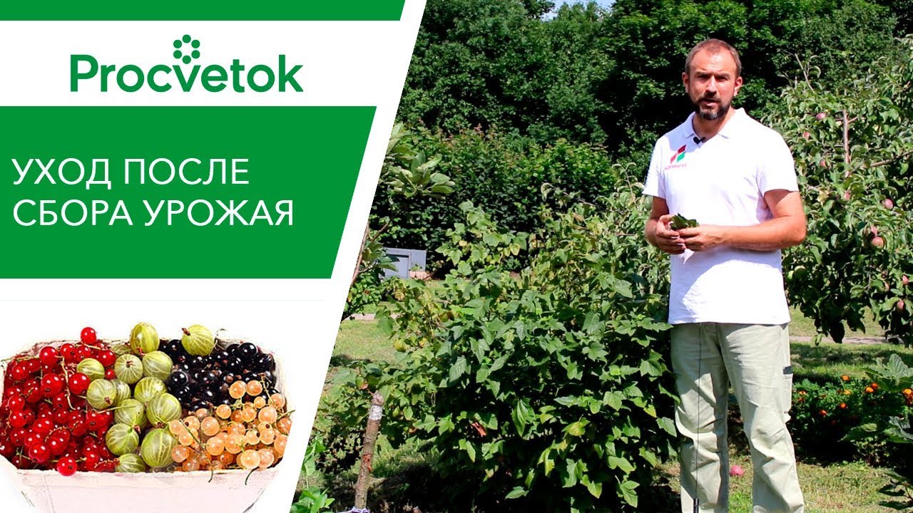 Сделайте это после сбора урожая смородины и крыжовника. Три обязательных приема.