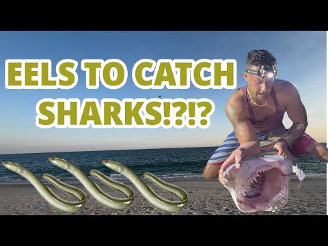 EELS TO CATCH SHARKS?!?! | LISHARKMAN