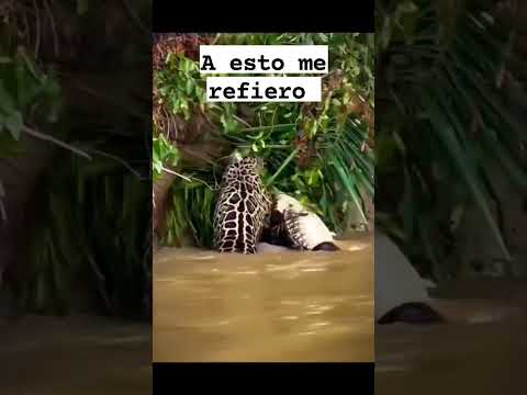 Este es un cazador que da miedo #tendencias #humor #funny #animales #memes