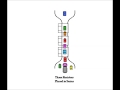Exploring Series and Parallel Circuits through Toll Booths