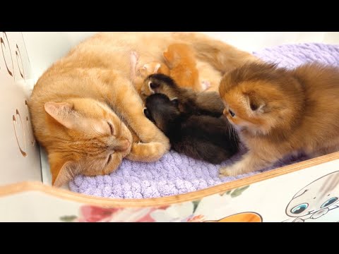 Poor kitten lost and can't find his mom