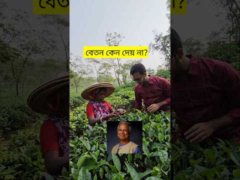 চা শ্রমিকদের বেতন কেন দেয় না? #foryou #trending #shorts #short #চা