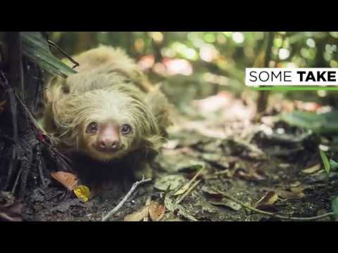 Wildlife in Costa Rica