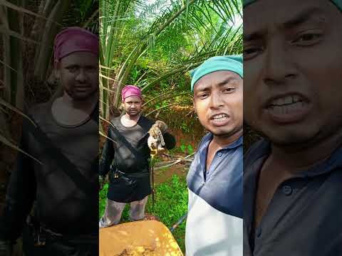 জঙ্গলের একটা বিড়ালের বাচ্চার দাম 300 রিঙ্গিত। #মালয়েশিয়া #পাম বাগান#