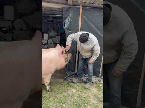 Булочка на релаксі від масажу #villagelife #pig #diy #farm #animals #farming #village #animal
