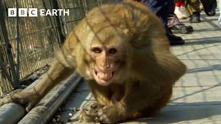 30 Minutes of Mischievous Monkeys Causing Mayhem | BBC Earth