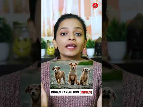 Stray Animals: More Than Just Road Accidents! #dog #animals #StrayAnimalSuffering #StopAnimalCruelty