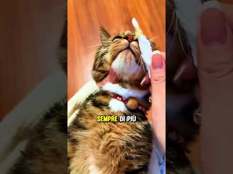 Ha notato qualcosa di strano dentro il naso del suo gatto😨