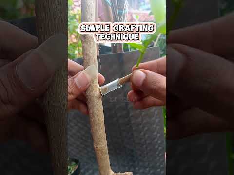 simple grafting technique #bonsaiinspiration #bonsaitree #bonsaiexhibition #bonsaiideas